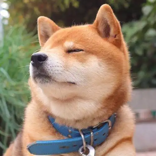 柴犬挨打表情包汪星球