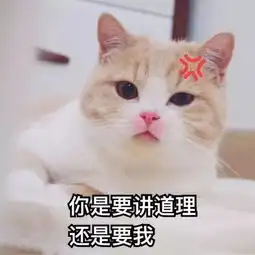  猫咪表情包你是要讲道理,还是要我