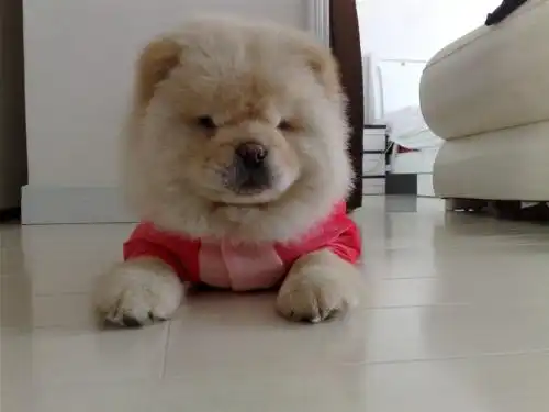  哪几种狗狗比较可爱