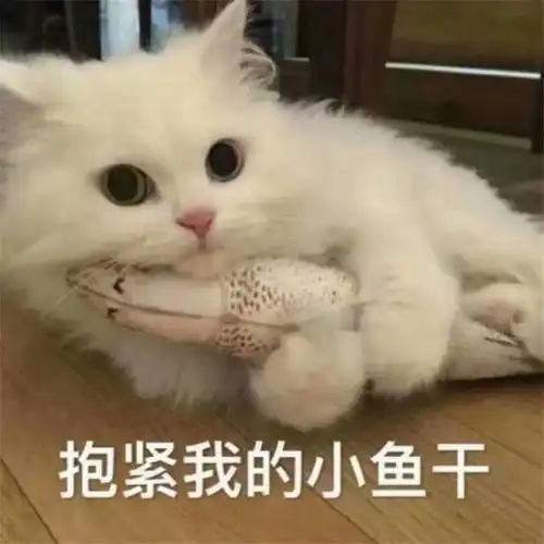  哔哩哔哩专栏