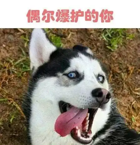 打狗狗表情包哈士奇