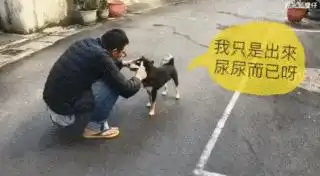  全都被表情包里的柴犬给萌骗了真实的神烦狗是这样的