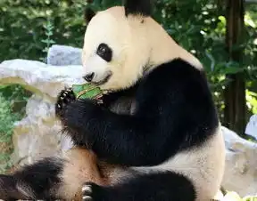  见过大熊猫拨粽叶,吃粽子吗网友动物的外表,人类的心智啊