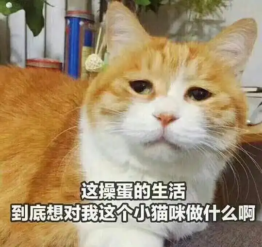 大路的相册动物表情包