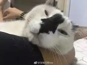  爆笑丑猫大pk第一届喵星选丑大赛来了