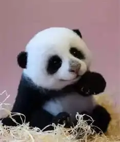 手工达人家有个萌宠动物园