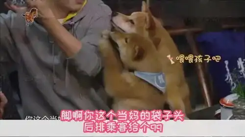  何炅被狗狗们包围,瓢哥为了饭也是拼了,贡献这么多表情包