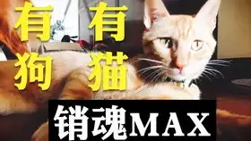  狗子的表情包模仿秀