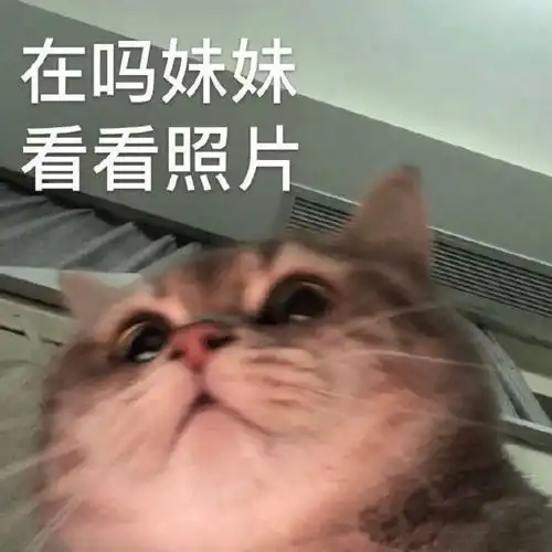  猫咪表情包你成功引起了我的注意养猫
