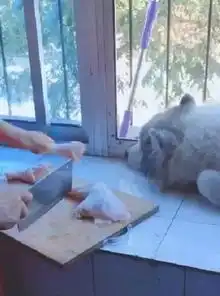  二哈非要守着主人宰鸡腿,结果一刀下去,狗子的表情亮了