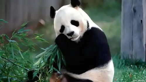  大熊猫蜕变之路本是食肉动物,是怎么混到靠吃竹子为生的
