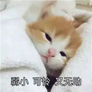  小奶猫钻进引擎盖出不来结局意想不到