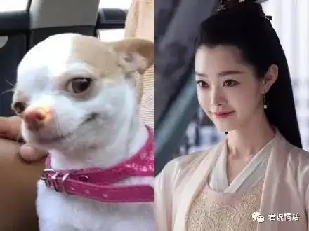  明星和动物也撞脸,他们长得太像了吧