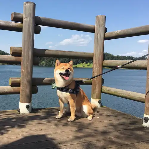 柴犬挨打表情包汪界