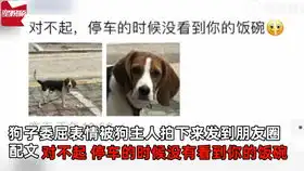  狗子的铁饭碗被主人停车时压成铁片,随后抢救无效表情亮了
