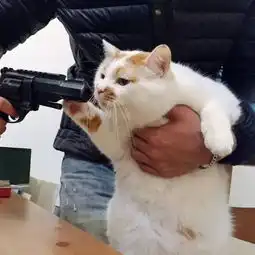 苏维埃同志表情包买猫
