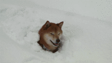  柴犬北登我走了,但是我一直在你们的表情包里