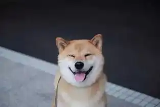 柴犬挨打表情包柴犬