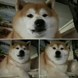  柴犬贱萌表情包