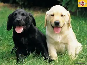  求几张可爱的拉布拉多犬图片