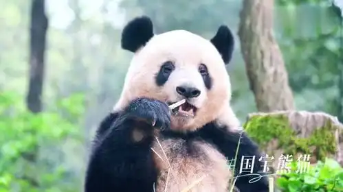  动物世界欢乐多猛兽投食超刺激徒步吸氧撸萌宠,国宝熊猫惹人爱遛娃出...