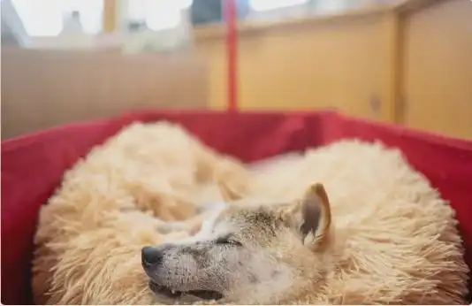  再见doge神烦狗表情包原型柴犬kabosu离世