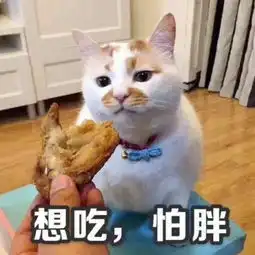 高傲表情包是谁猫叫