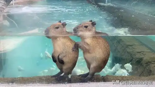  水豚情绪稳定,为什么它有治愈心灵的魔力
