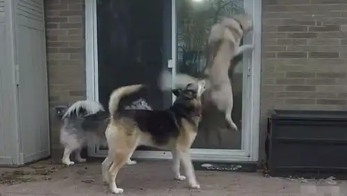  爱犬不停用头撞门,铲屎官打开门查看,狗狗精彩表情笑翻众人