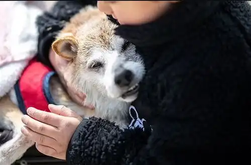  再见doge神烦狗表情包原型柴犬kabosu离世