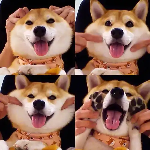 熊猫狗图片表情包柴犬