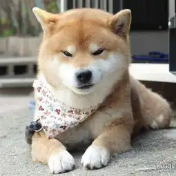 柴犬狗表情包