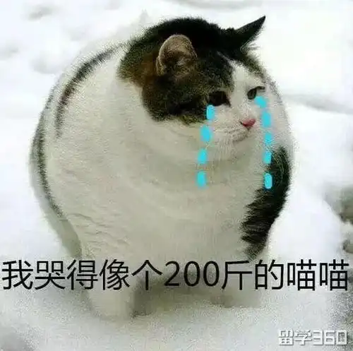 猫咪吓出双下巴表情包冷