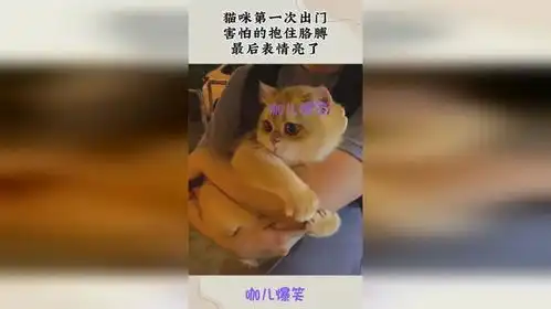  猫咪第一次出门,害怕的抱住胳膊,最后表情亮了