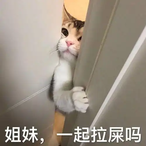  猫咪表情包