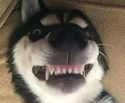  狗到底能有多怂简直没眼看