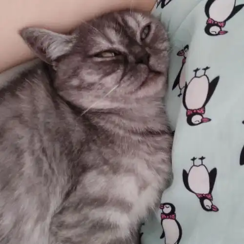 打了猫后怎么修复感情
