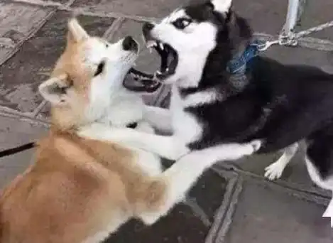  柴犬这么多人喜欢,但是为什么养的人这么少离不开这6点