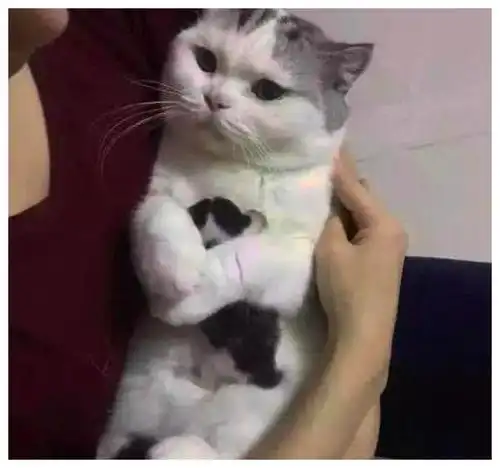 一把抱住表情包猫咪