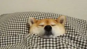 柴犬挨打表情包躺下