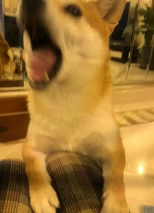  张子枫晒自拍角度迷惑神态表情与小锅神同步