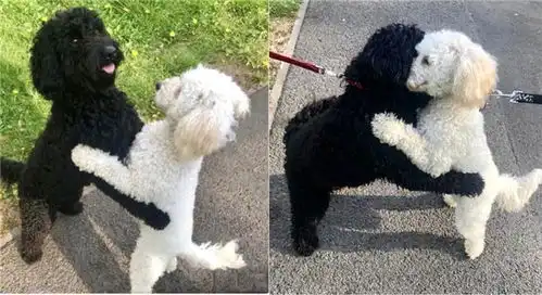 熊猫狗图片表情包两只狗