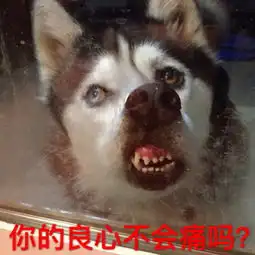 泰迪犬表情包