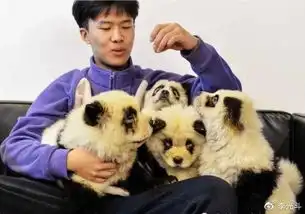  人造美女,狗变熊猫,互联网造假新高潮科技让造假更容易