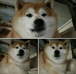 胖的让人心疼的柴犬,你在承受着这个年纪不该承受的体重