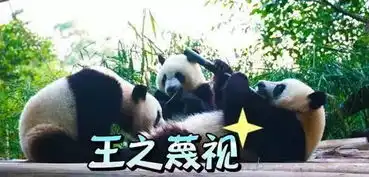  大熊猫凭什么获得这么多人喜爱