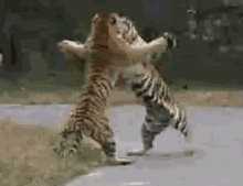  搞笑gif一只很会挑事的猫呀,配上表情包之后好魔性