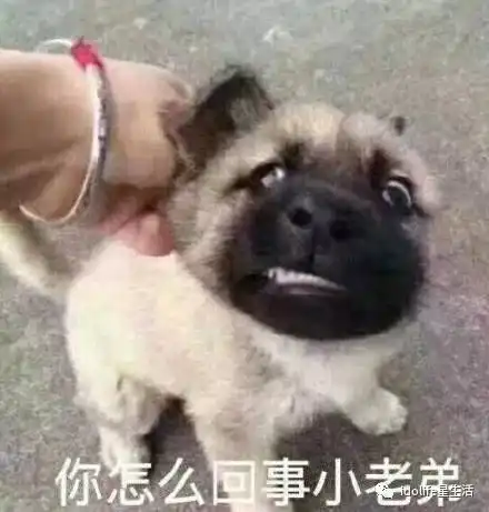  这1001个沙雕礼物,比收到李晨的石头还让人心塞