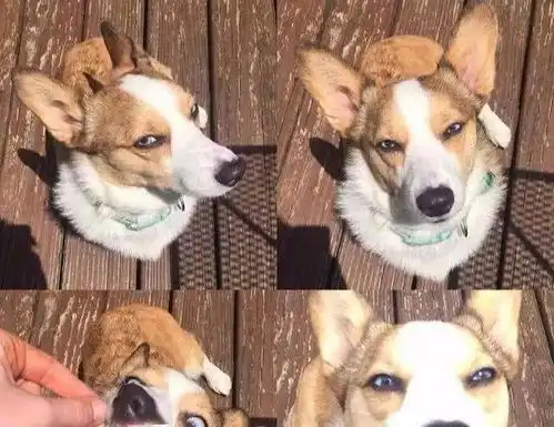 打狗狗表情包模仿秀