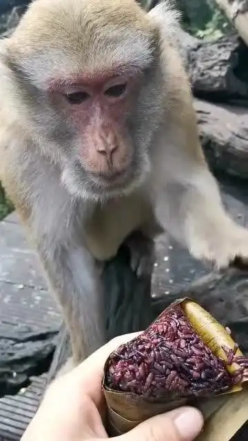  猴子怎么感觉在吃粑粑一样,这表情太逗了